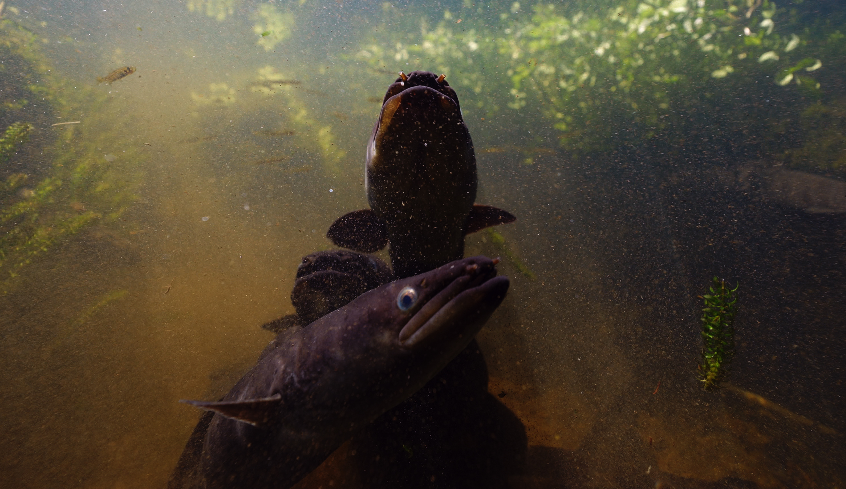 Whiria Iwi Tuna And Oxygen Weed Taranaki Iwi Te Whanganui Cropped Graded
