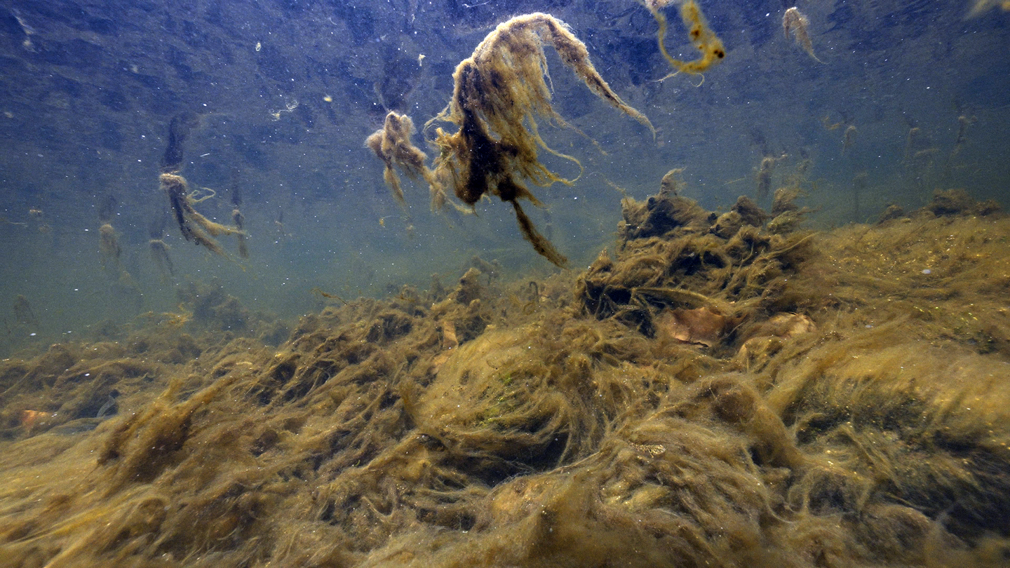 Algae Tuna Te Whanganui C1508.MP4 21 10 17;05 Copy WEB