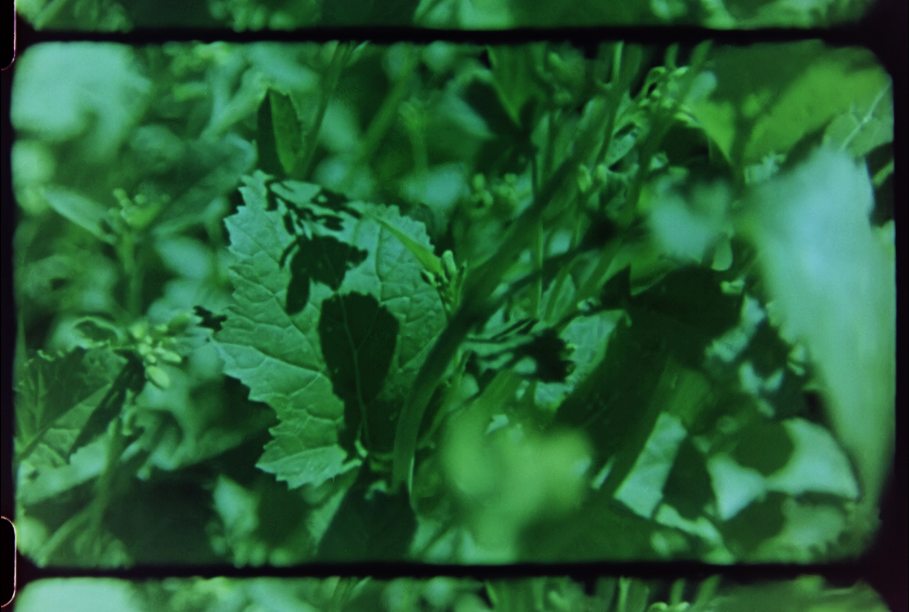 If Cows Didnt Like Mustard Lucy And Ziggy