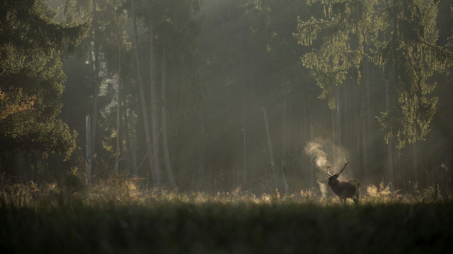 Whispers In The Wood Still